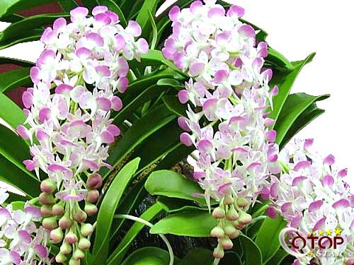 Artificial Flower — 2